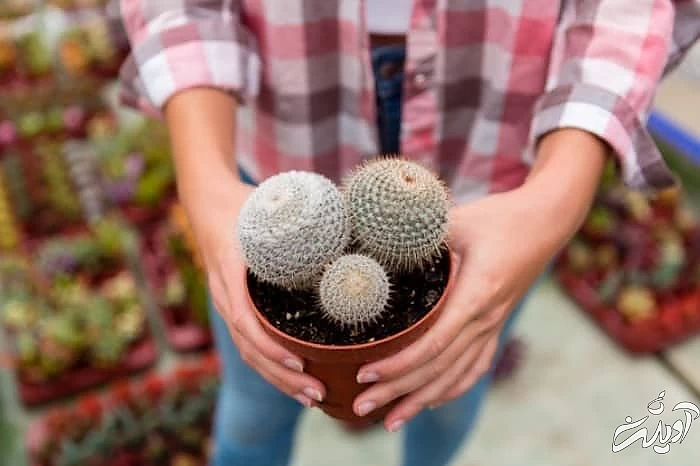 دمای مناسب کاکتوس